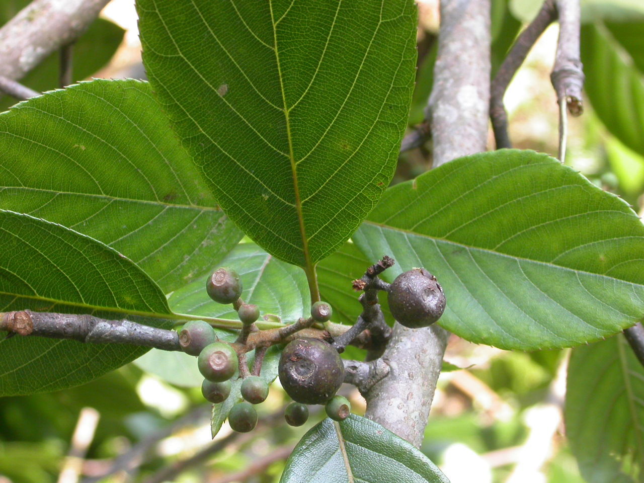 Image of Chinese tupelo