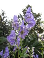 Image of Carmichael's monkshood