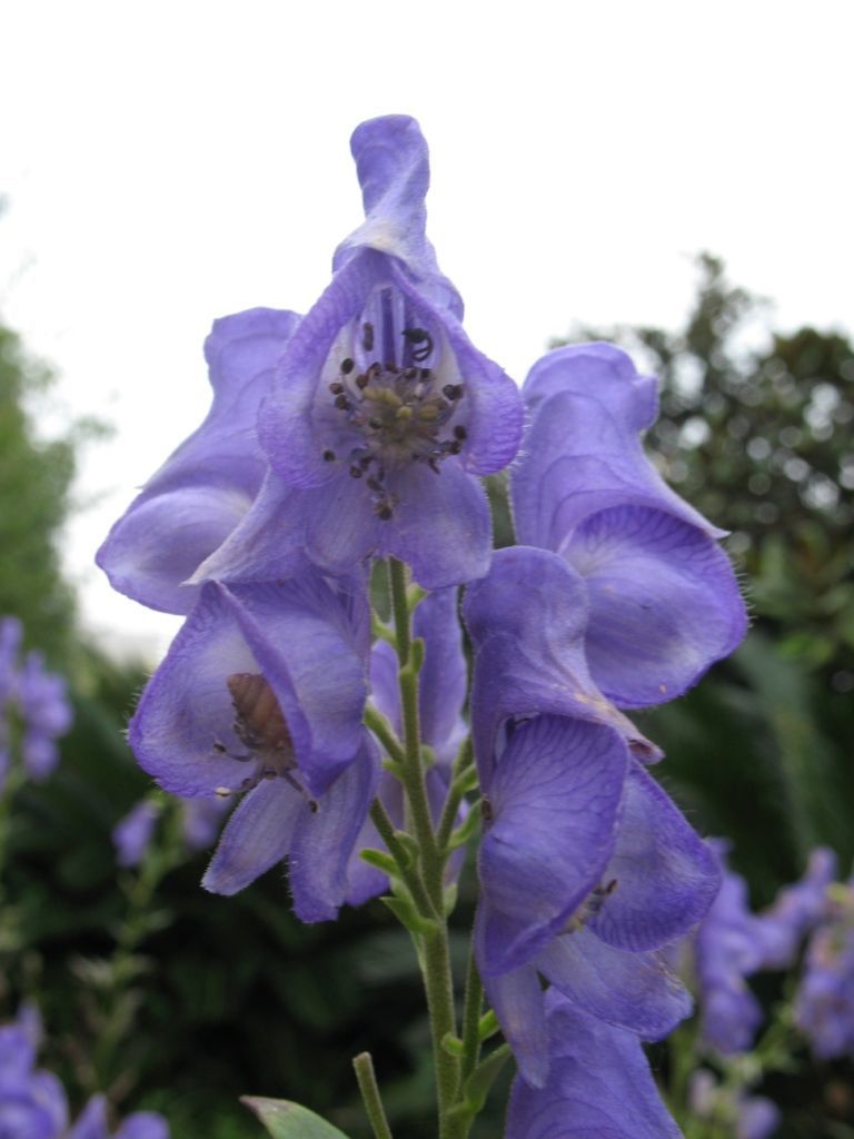 Image of Carmichael's monkshood