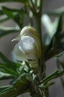 Imagem de Aconitum kongboense Lauener