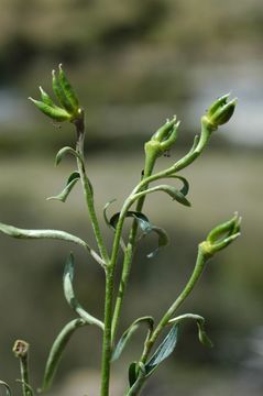 Imagem de Aconitum kongboense Lauener