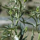 Image of Aconitum kongboense Lauener