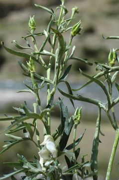 Aconitum kongboense Lauener的圖片