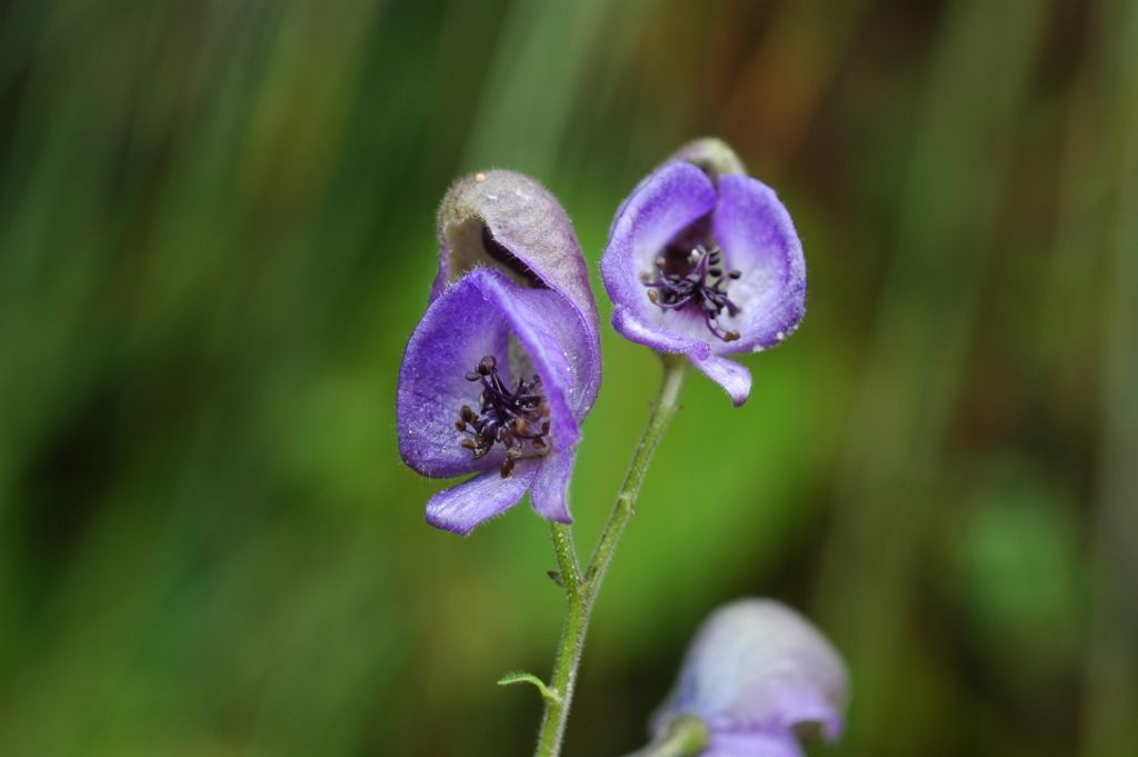 Aconitum sinoaxillare W. T. Wang的圖片