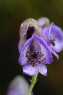 Aconitum sinoaxillare W. T. Wang的圖片