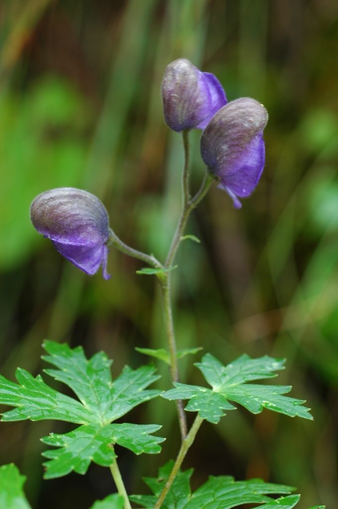 Aconitum sinoaxillare W. T. Wang的圖片