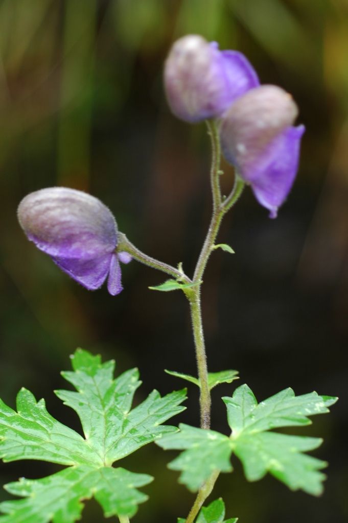 Aconitum sinoaxillare W. T. Wang的圖片