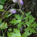 Aconitum sinoaxillare W. T. Wang的圖片