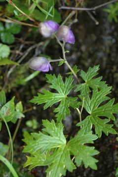 Aconitum sinoaxillare W. T. Wang的圖片