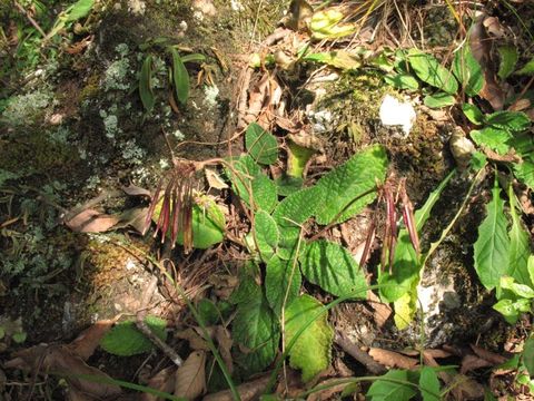 Image of Oreocharis mileensis (W. T. Wang) Mich. Möller & A. Weber