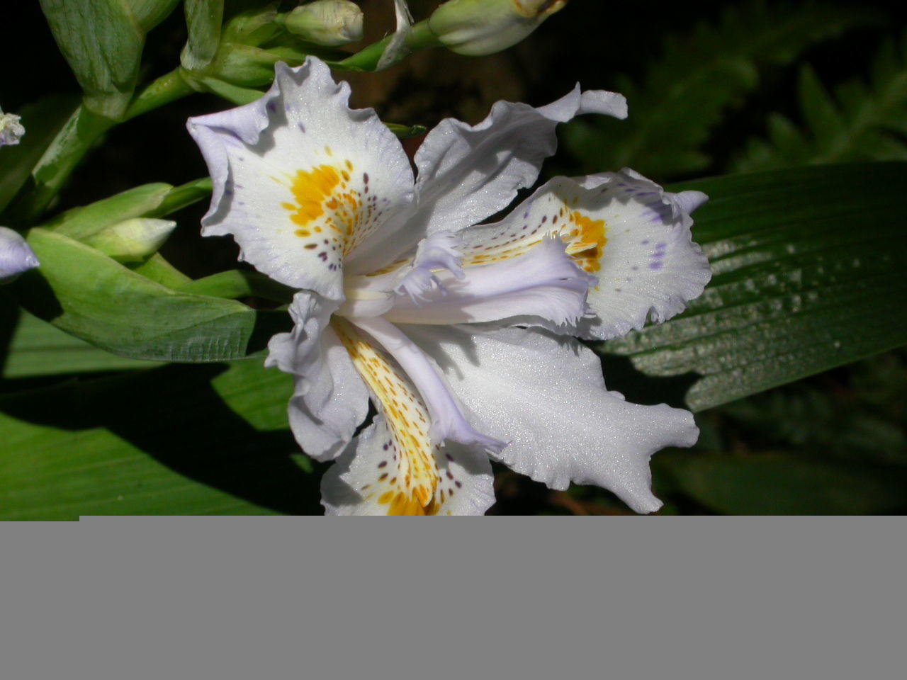 Sivun Iris japonica Thunb. kuva