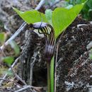 Arisaema elephas Buchet的圖片