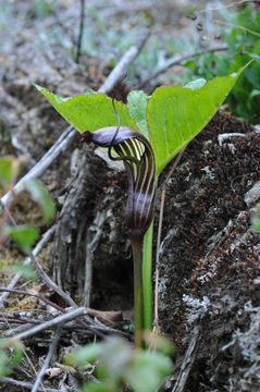 Arisaema elephas Buchet的圖片