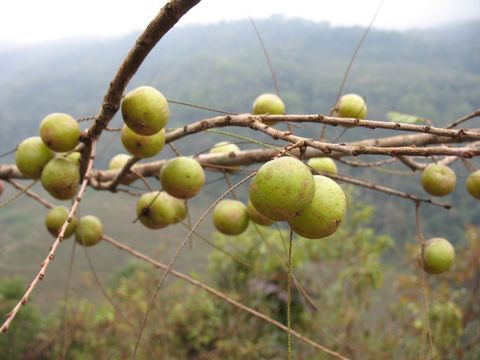 Plancia ëd Phyllanthus