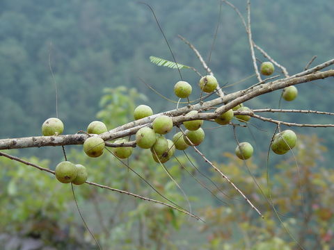 Plancia ëd Phyllanthus