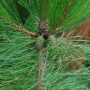 Sivun Pinus densata Mast. kuva