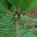 Image de Pinus densata Mast.