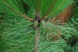 Image of Gaoshan Pine