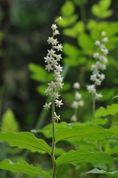 Слика од Maianthemum henryi (Baker) La Frankie