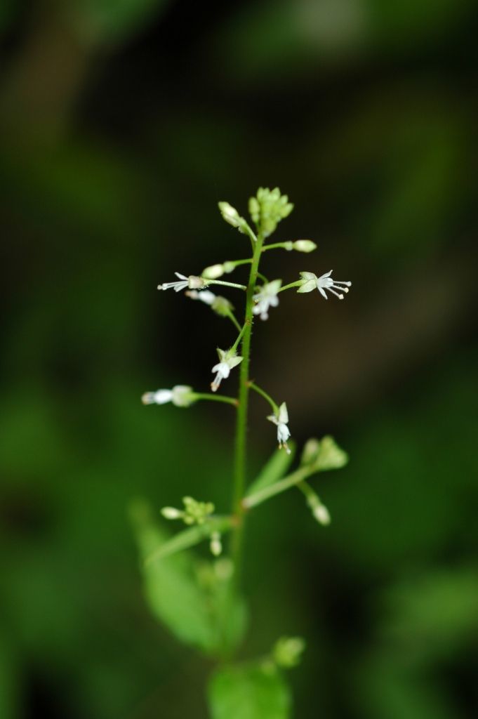 Imagem de Circaea repens Wall.