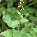 Image de Circaea repens Wall.