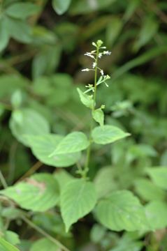 Image de Circaea repens Wall.