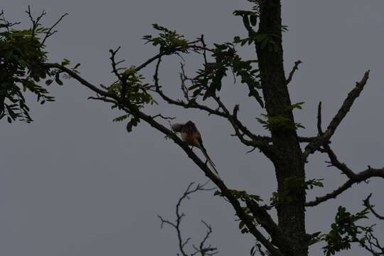 Image of Scissor-tailed Flycatcher