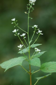 Image of Circaea alpina subsp. imaicola (Aschers. & Magnus) Kitam.