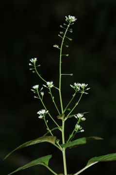 Image of Circaea alpina subsp. imaicola (Aschers. & Magnus) Kitam.