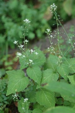 Image of Circaea alpina subsp. imaicola (Aschers. & Magnus) Kitam.