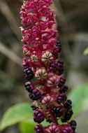 Image of Phytolacca acinosa Roxb.