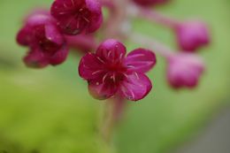 Image of Phytolacca acinosa Roxb.