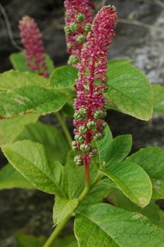 Image of Phytolacca acinosa Roxb.