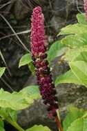 Image of Phytolacca acinosa Roxb.