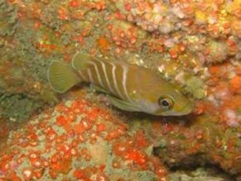 Image of Argentine Seabass