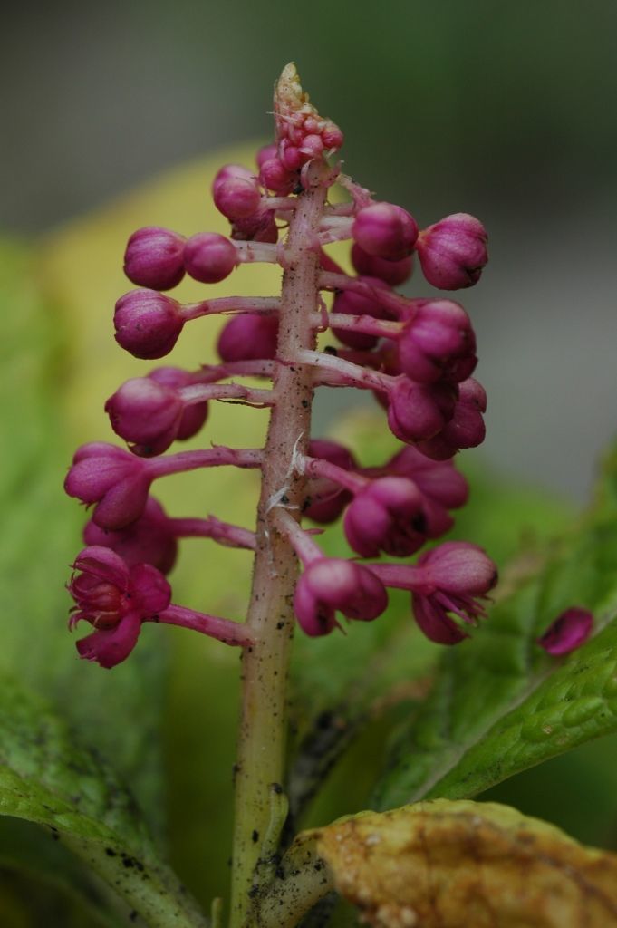 Image of Phytolacca acinosa Roxb.