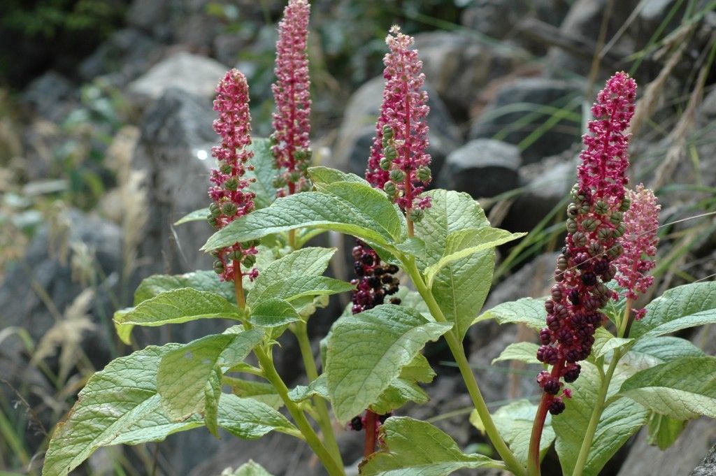 Image of Phytolacca acinosa Roxb.