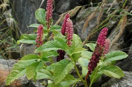 Image of Phytolacca acinosa Roxb.