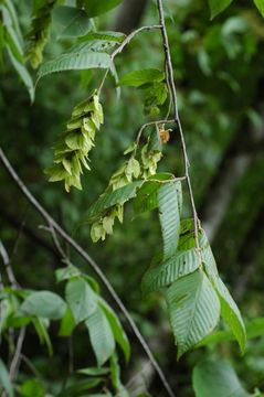 Image of Carpinus monbeigiana Hand.-Mazz.