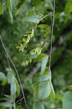 Слика од Carpinus monbeigiana Hand.-Mazz.