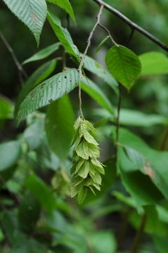 Слика од Carpinus monbeigiana Hand.-Mazz.