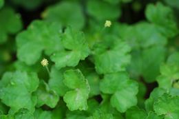 Imagem de Hydrocotyle ramiflora Maxim.