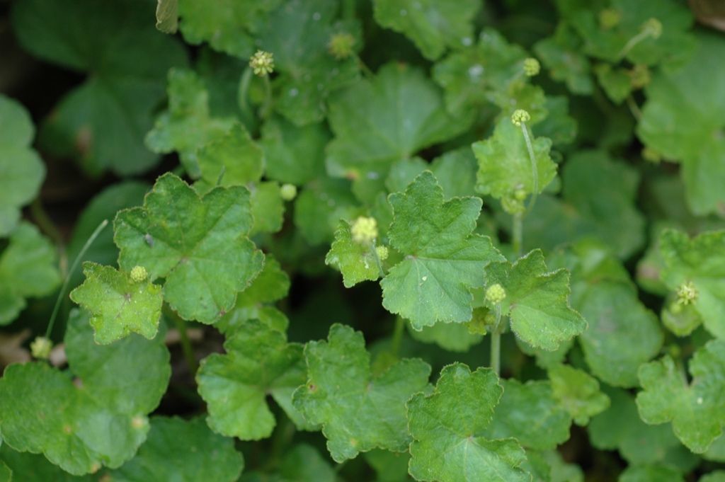 Imagem de Hydrocotyle ramiflora Maxim.