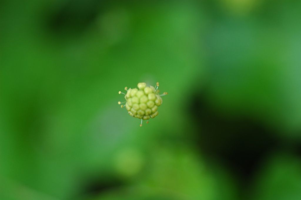 Imagem de Hydrocotyle ramiflora Maxim.