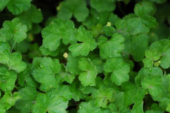 Imagem de Hydrocotyle ramiflora Maxim.