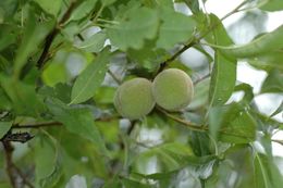 Imagem de Prunus mira Koehne