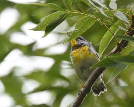 Image of Northern Parula