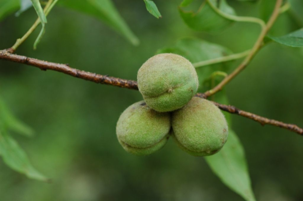 Imagem de Prunus mira Koehne