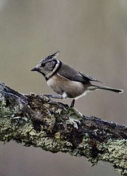 Image of Lophophanes Kaup 1829