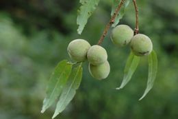 Imagem de Prunus mira Koehne